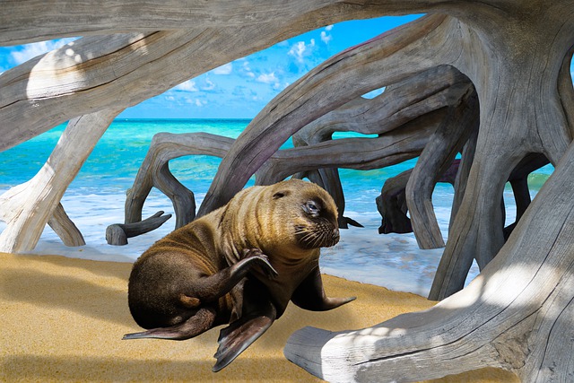 Free seal sea lion beach illustration