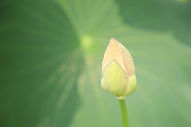 Free Lotus Bud photo and picture