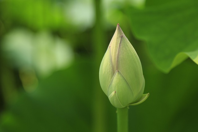 Free Lotus Bud photo and picture