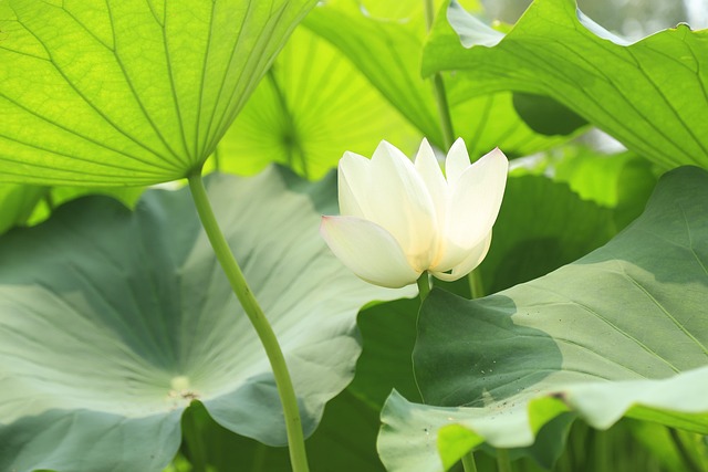 Free Lotus Flower Background photo and picture