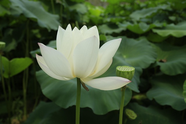 Free Lotus Flower photo and picture