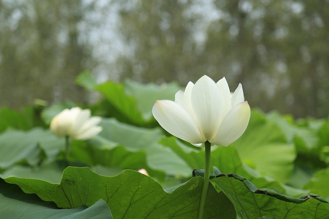Free Lotus Flower photo and picture