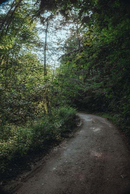 Free Nature Forest photo and picture