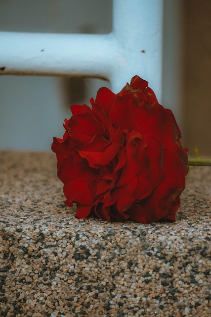 Free Rose Red photo and picture