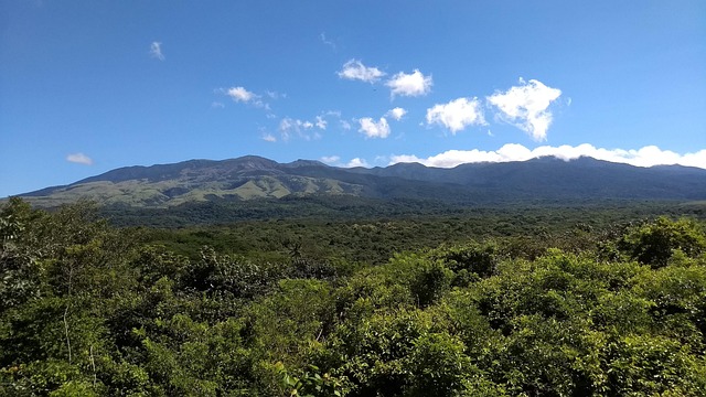 Free Nature Forest photo and picture
