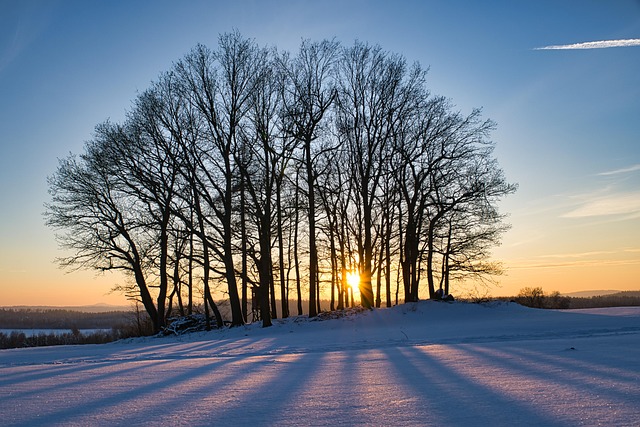 Free Trees Winter photo and picture