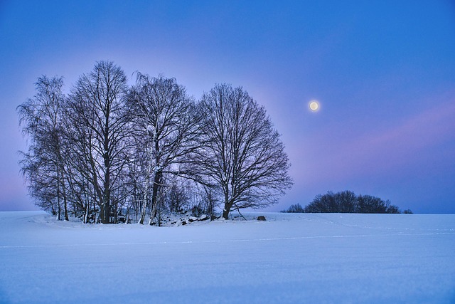 Free Trees Winter photo and picture