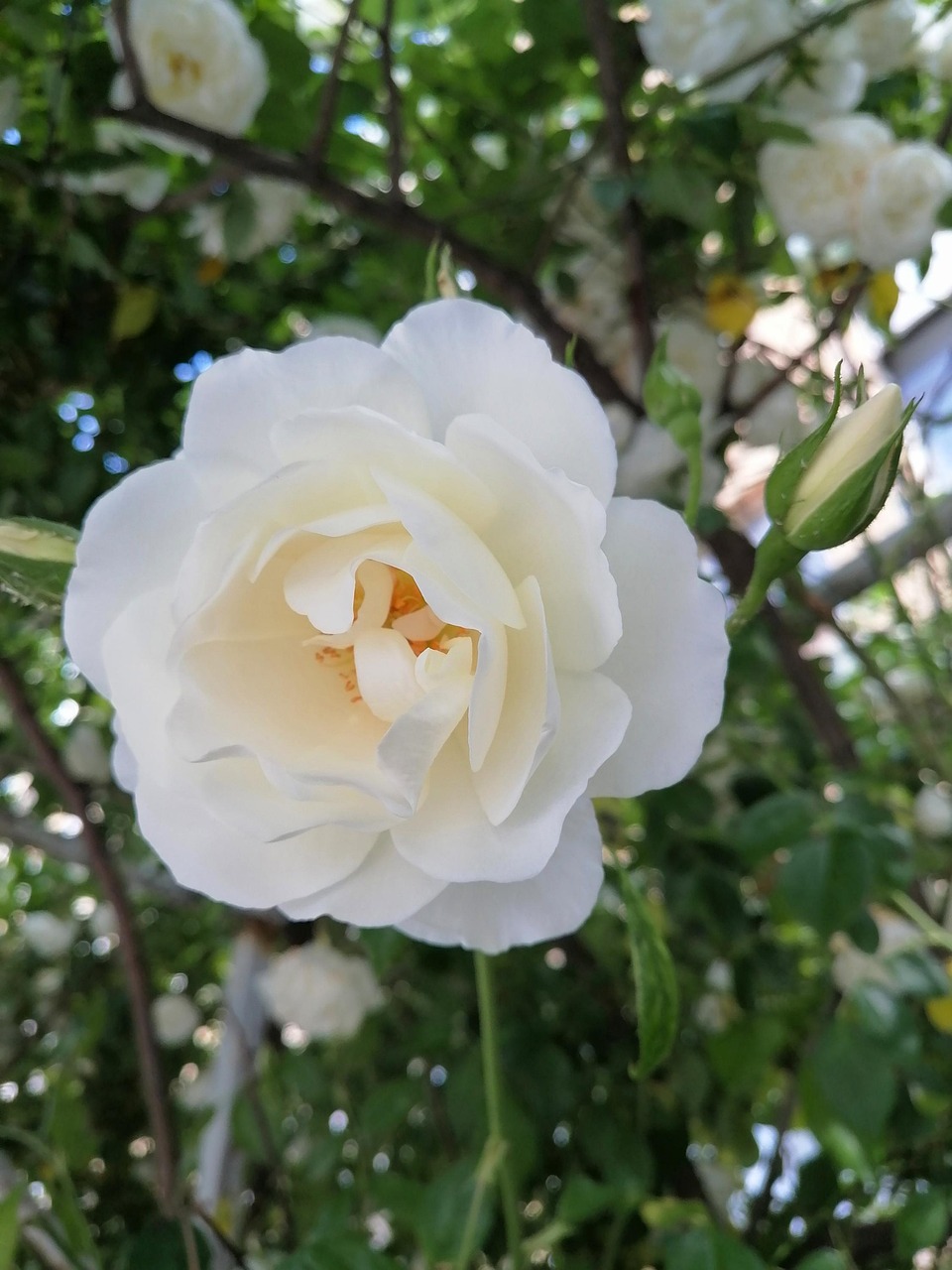 Rose Blanche Fleur Photo gratuite sur Pixabay Pixabay