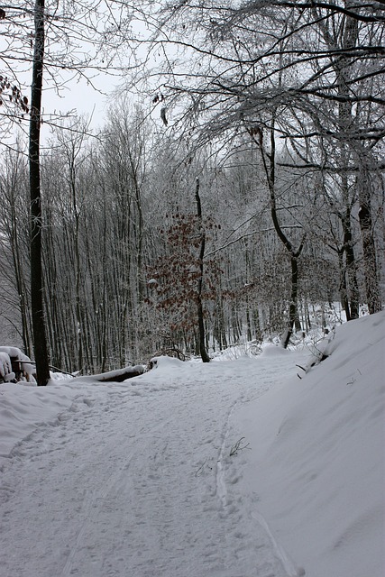 Wald, Waldweg, Winter, Wandern, Bäume