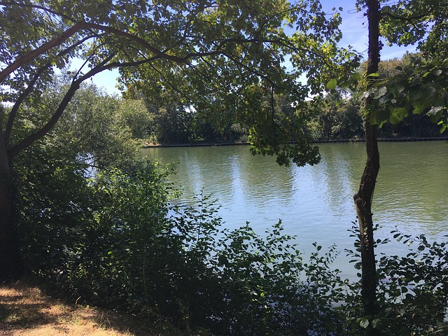 Free River Tree photo and picture