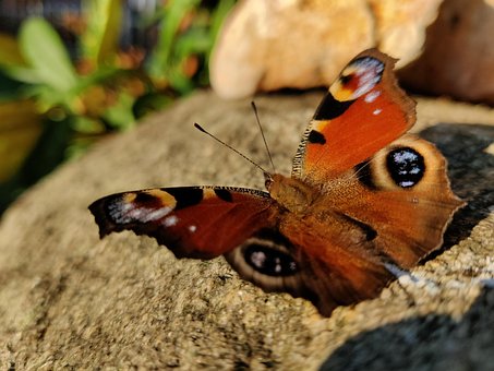 Free Butterfly Summer photo and picture