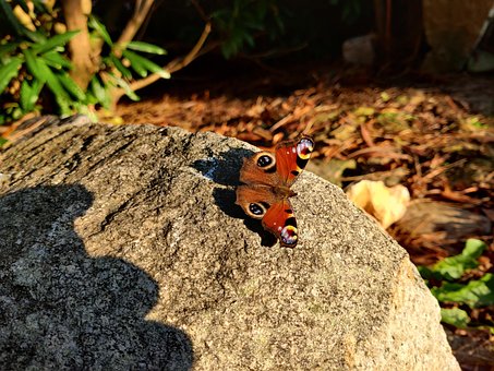 Free Butterfly Summer photo and picture