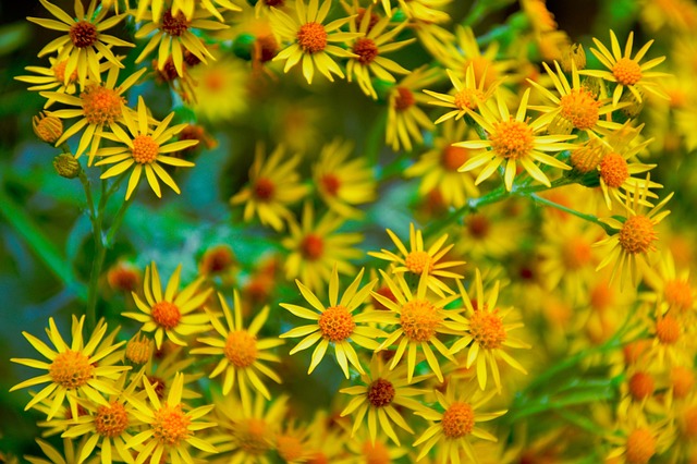 Free Flowers Beautiful Flowers photo and picture