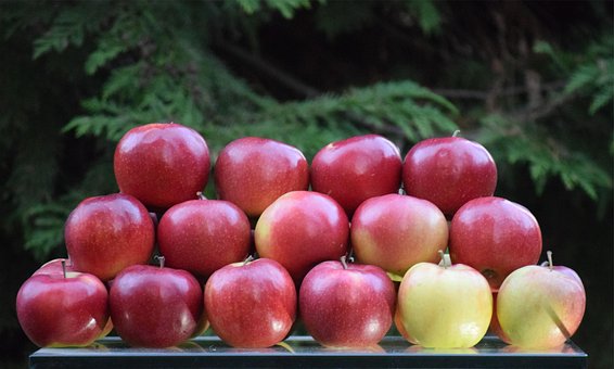 Free Sad Fruit photo and picture