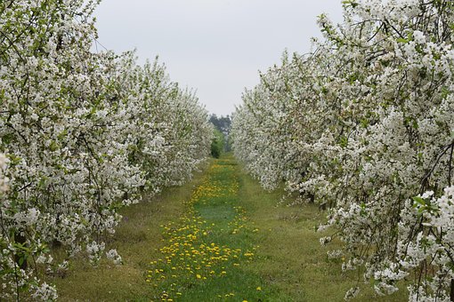 Free Sad Trees photo and picture