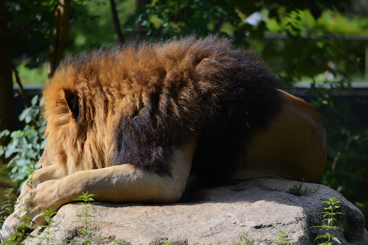 Download free HD stock image of Lion Animal Free Lion Animal photo and picture
