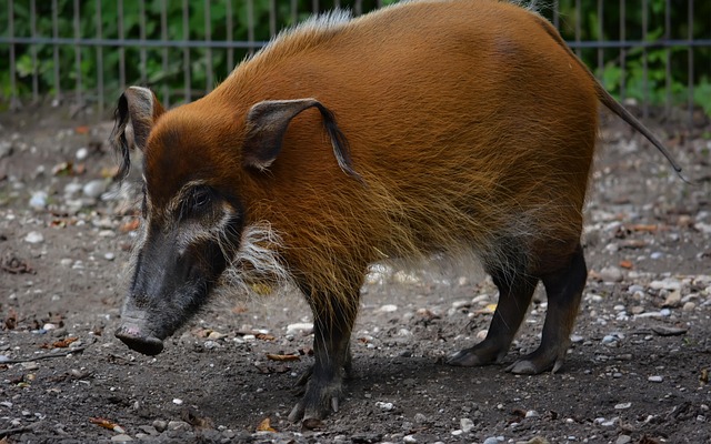 Free Tierpark Zoo photo and picture