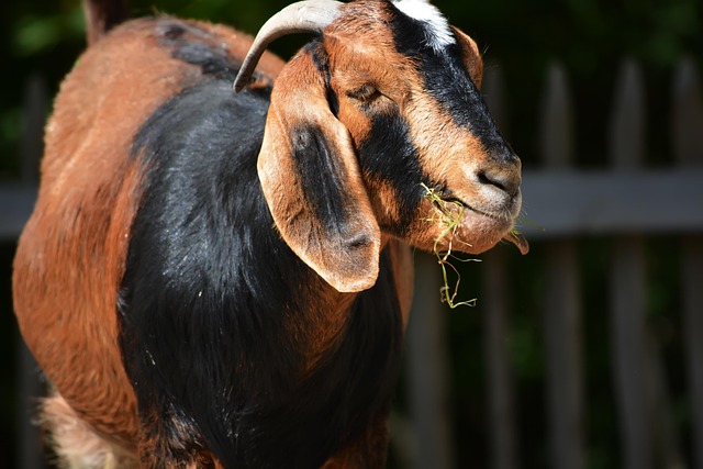 Free Goat Animal photo and picture