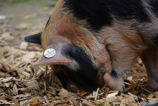 Free Tierpark Zoo photo and picture