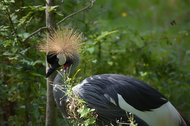 Free Crowned Crane Bird photo and picture