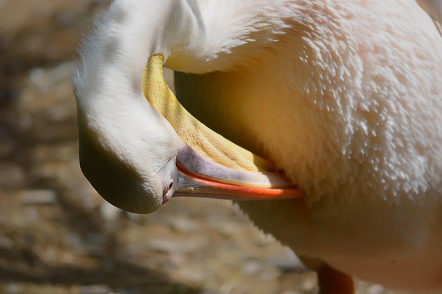 Free Pelican Bird photo and picture