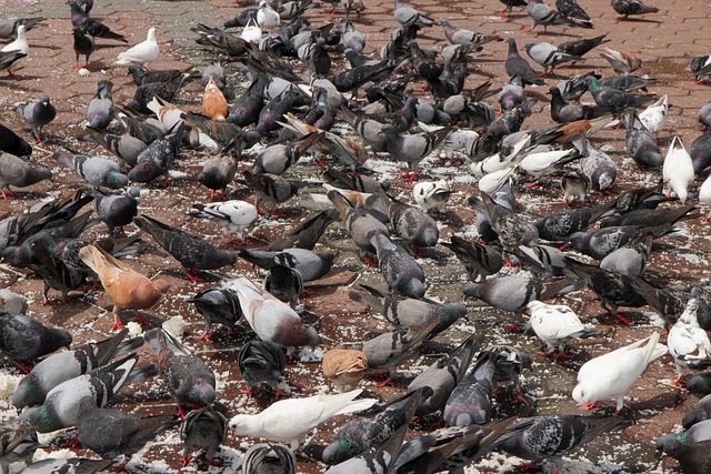 Free Pigeons Bird photo and picture