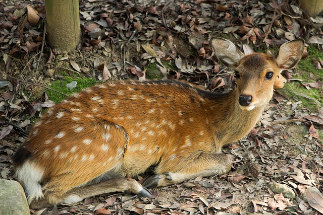 Free Deer Animal photo and picture