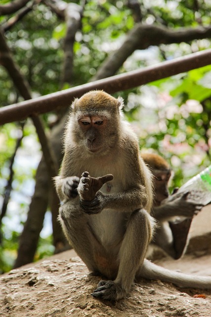 Free Monkey Primate photo and picture