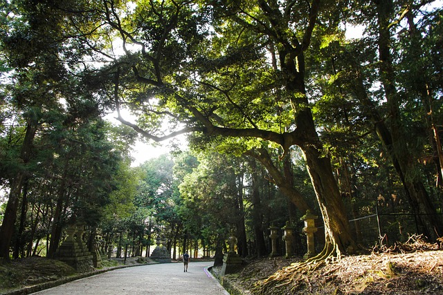 Free Forest Japanese photo and picture