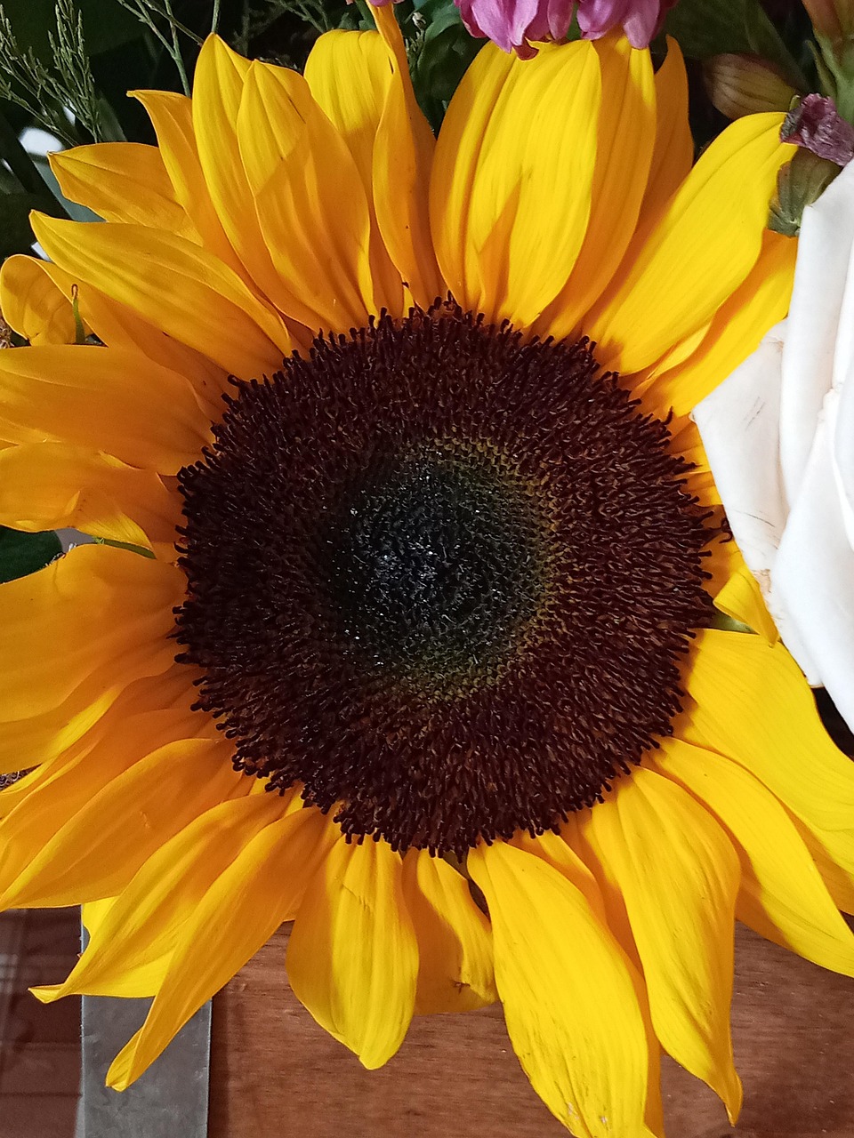 Flower Yellow Sunflower - Free photo on Pixabay - Pixabay
