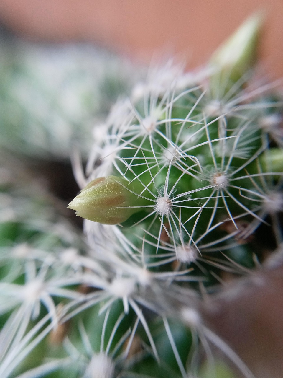 10+ Free Cacto & Cactus Images - Pixabay