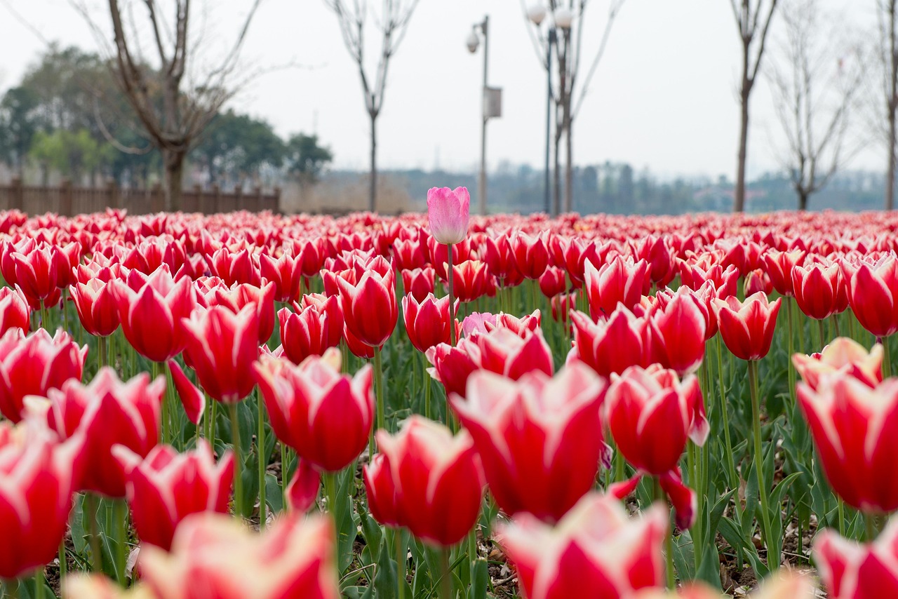 Tulips Flowers Red Free photo on Pixabay Pixabay
