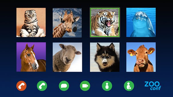 Free Video Call Animals illustration and picture