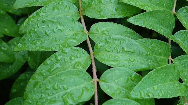 leaves, plant, raindrops, dewdrops, droplets, dew, wet, foliage, greenery, raindrops on leaves, nature, closeup