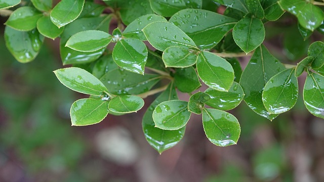 leaves, plant, raindrops, dewdrops, droplets, dew, wet, foliage, greenery, raindrops on leaves, nature, closeup