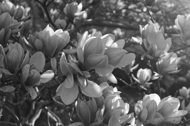 Free Flowers Nature photo and picture