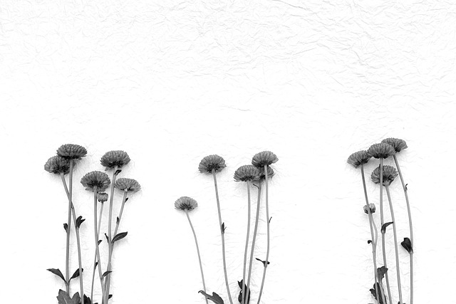 Free Flowers Minimal photo and picture