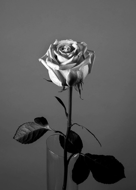 Free Rose Flower photo and picture