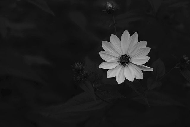 Free Wallpaper Hd Wallpaper photo and picture