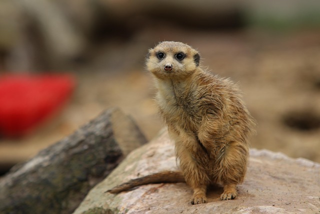 Free Meerkat Nature photo and picture