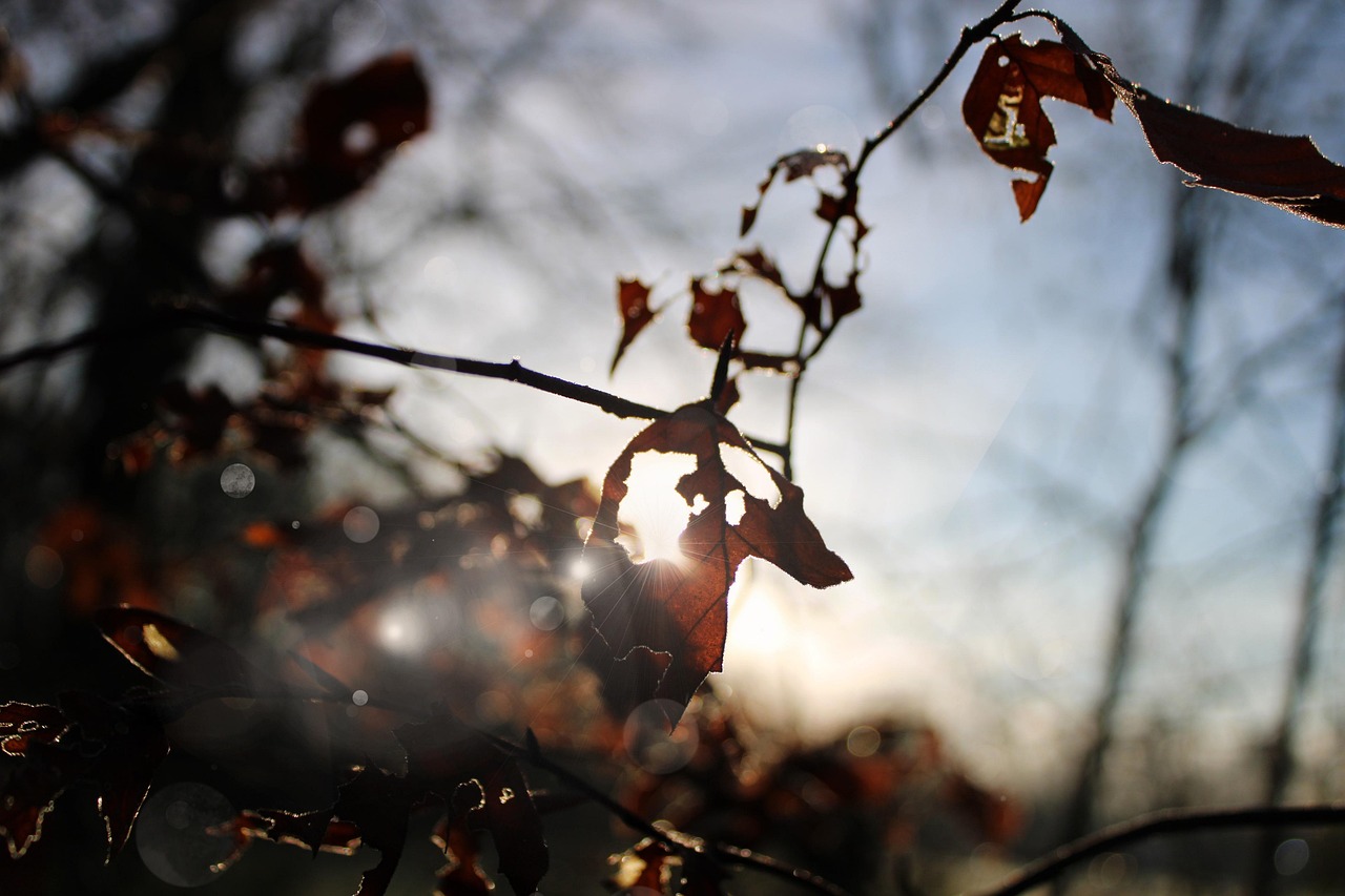 700 + 무료 햇살 & 자연 이미지 - Pixabay