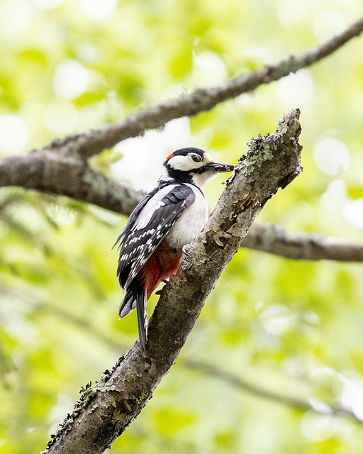 Free Bird Woodpecker photo and picture