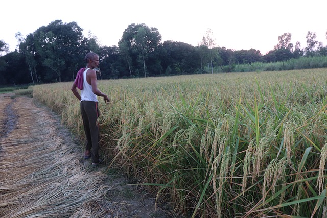 Free Crop Field photo and picture