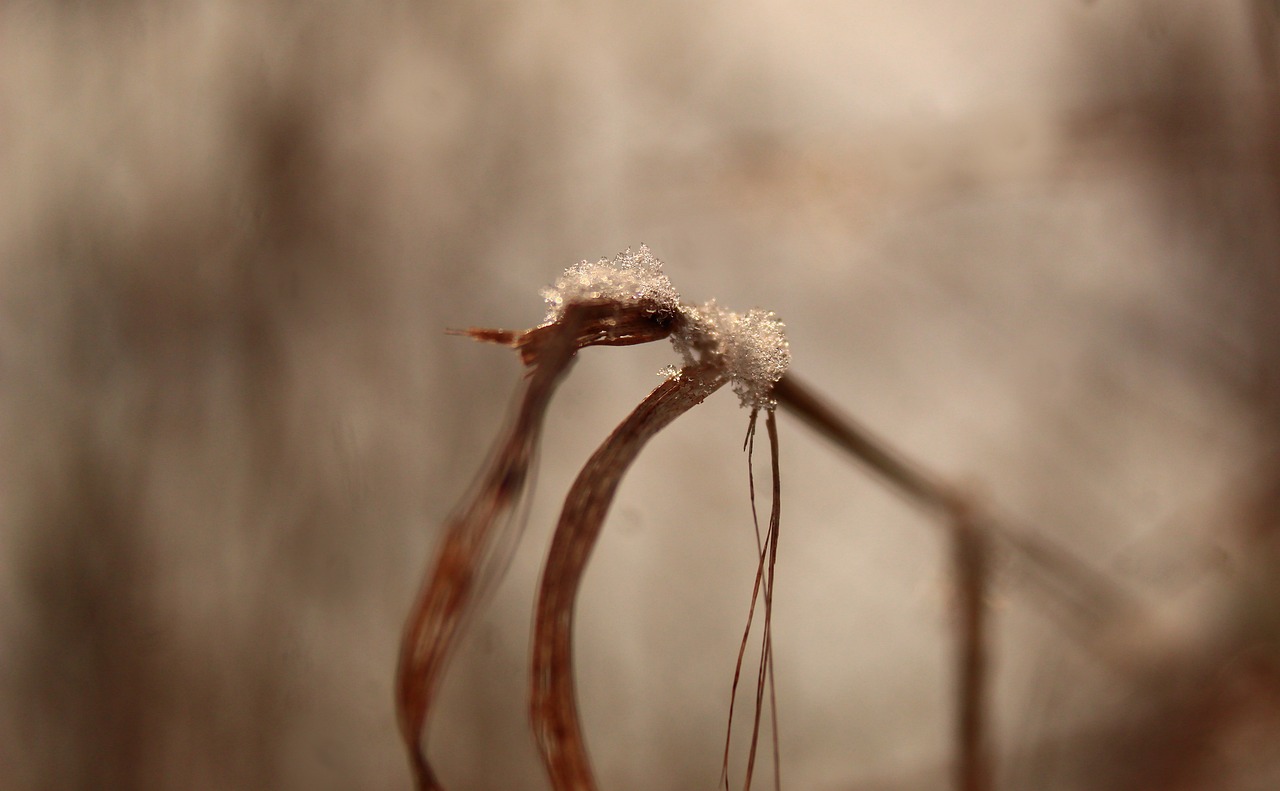植物 雪 冰 - Pixabay上的免费照片 - Pixabay