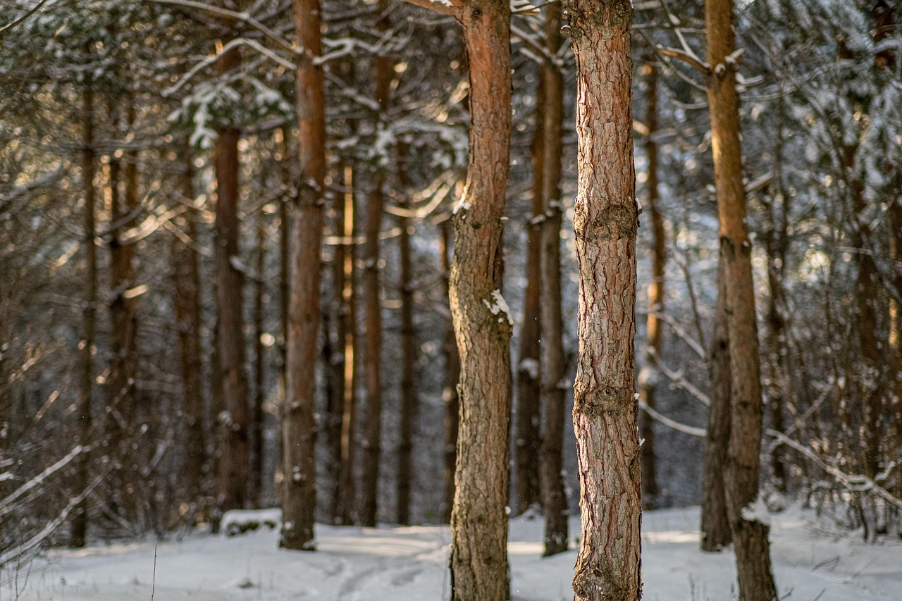 Floresta Arvores Inverno Foto gratuita no