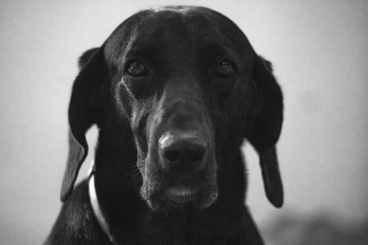 Dog Pet Monochrome Black Free Photo On Pixabay Pixabay recent-pet-portraits-sarahs-pet-portraits