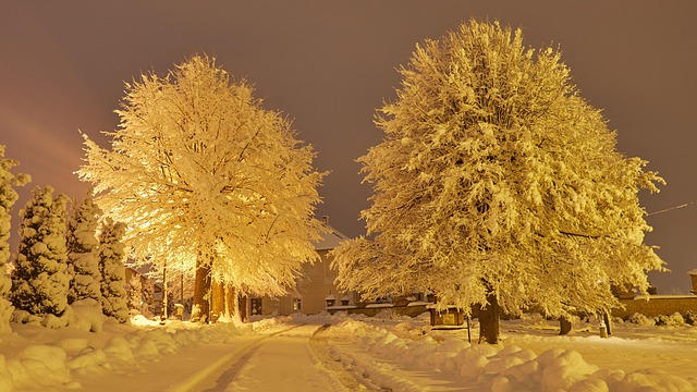 Free Winter Snow photo and picture