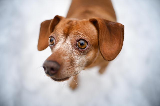 Perro, Mascota, Perro Marrón, Rostro