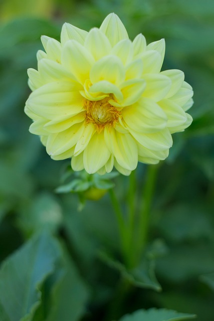 Grădină, Floare, Bloom, Natura
