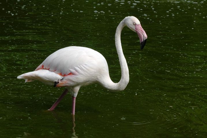 1 Free アルビノフラミンゴ Flamingo Photos